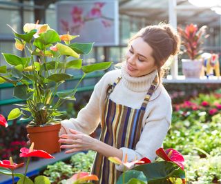 Lovely happy young woman gardener choosing flower pot with anthuriums 