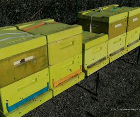 Bienenkasten (3)